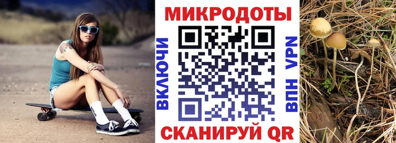 где купить   Отрадное  Галлюциногенные грибы Psilocybe 